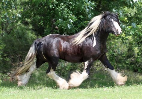 Browse the latest gypsy vanner horses for sale or search by location, discipline or price on the #1 most trusted equine classifieds website online! Gypsy Vanners for Sale