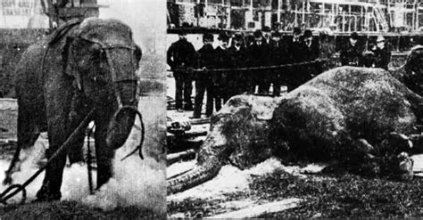 The Tragic Execution Of Topsy The Elephant