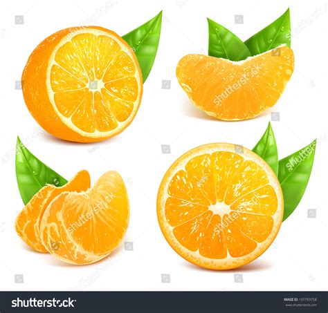 Vector Collection Fresh Ripe Oranges Leaves Stock Vector Royalty Free