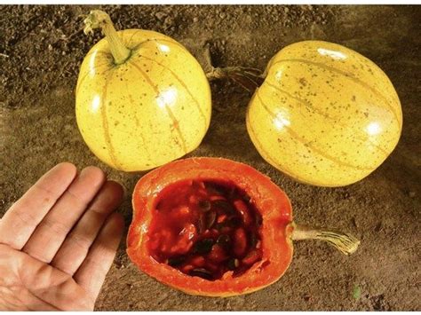 Panama Passionfruit Melon Cionosicyos Macranthus
