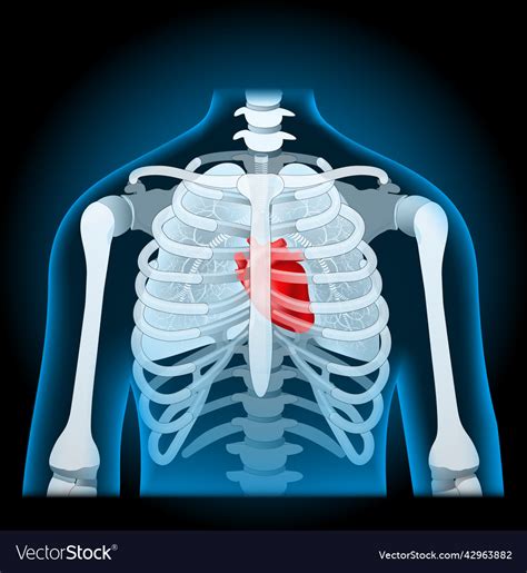 Human Body Anatomy Rib Cage Lungs And Heart Vector Image