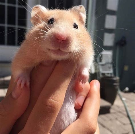 Hamster Smile 😁 Cute Hamsters Cute Funny Animals Funny Animals
