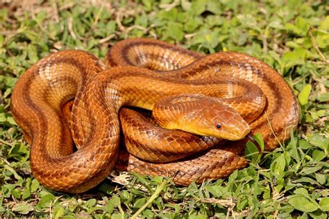 Venomous Snakes In Florida