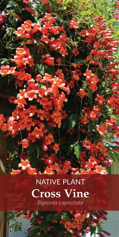 Plant Native Crossvine For Hummingbirds And Bees Plants Flowering
