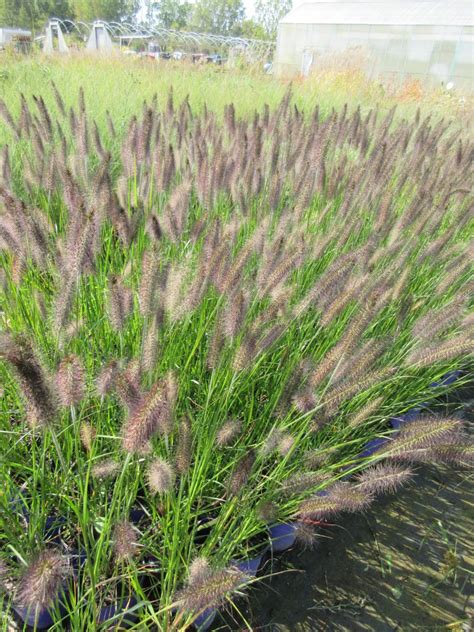 Bulk buy decorative grasses online from chinese suppliers on dhgate.com. 3rd Annual Ornamental Grasses Day! - Rotary Botanical Gardens