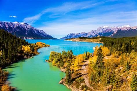 Golden Autumn In The Birch And Aspen Groves On Shores Of Abraham Lake