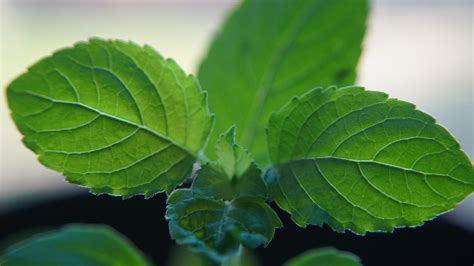 Tulsi The Queen Of Herbs Add This Magic Leaf To Your Lifestyle