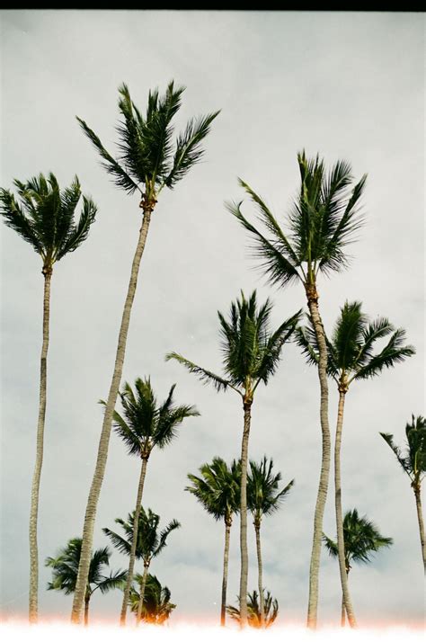 Teapalm “tasha Marie Palm Trees Society6 Instagram Shot With