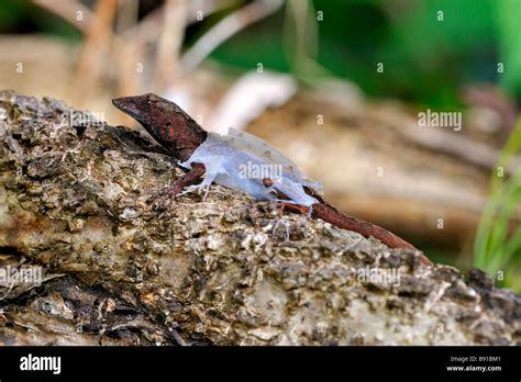 A Lizard Shedding Its Skin Stock Photo Alamy