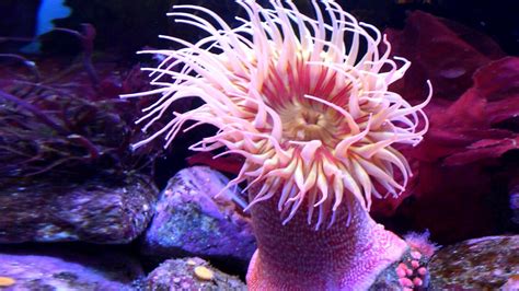 Bbc Radio 4 Natural Histories Anemone Sea Anemones ‘can Live Forever