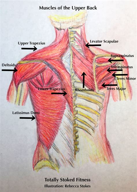 Back Muscles Diagram Pain Upper Back Anatomy Muscles Anatomy Drawing