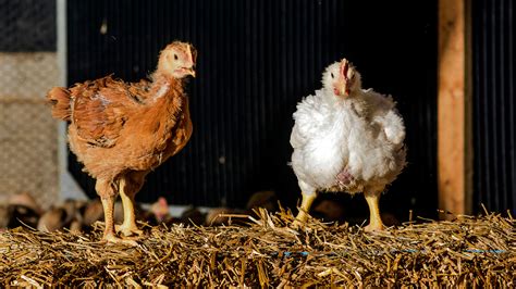 A Chicken That Grows Slower And Tastes Better The New York Times