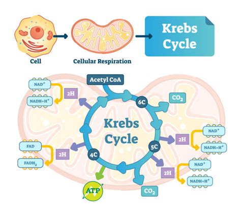The Krebs Cycle A Step By Step Explanations Praxilabs