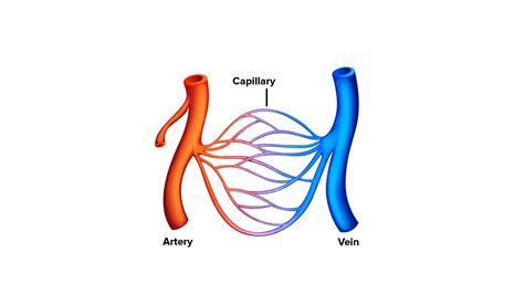 What Is The Function Of Capillary Blood Vessels