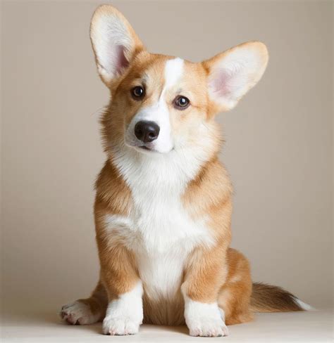 To get a potentially healthy dog, it is recommended to get pembroke welsh corgi puppies from reputed breeders, and it is also advisable to owners to be aware of the common diseases the parents of the baby corgi had. Corgi Puppies 130 - meowlogy