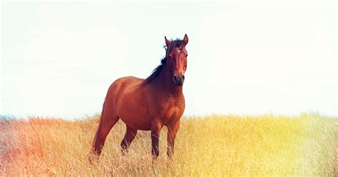 Maybe you would like to learn more about one of these? Senate Votes, House Votes, Horse Slaughter, Wild Horses ...