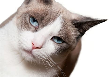 The Rare Snowshoe Cat And Its Unique Characteristics