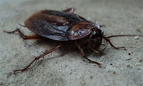 How Do You Get Cockroaches In Your Home Pest Control Hamilton