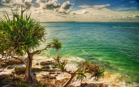 Australian Sea Coast Rocks Tree Turquoise Colored Ocean