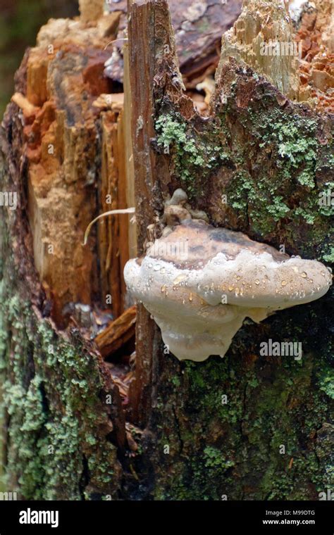 Close Up Of A Large Pale Wet Shelf Fungus Amid Green Lichen Growing