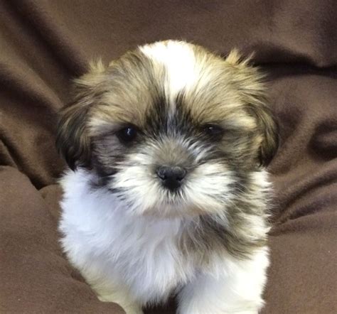 Get a boxer, husky, german 5 months old male shih tzu puppy is available, he comes with first vaccine, deworming, vet health check and vet health certificate, they're none. Shih-Tzu Puppies for sale in London | London, West London ...
