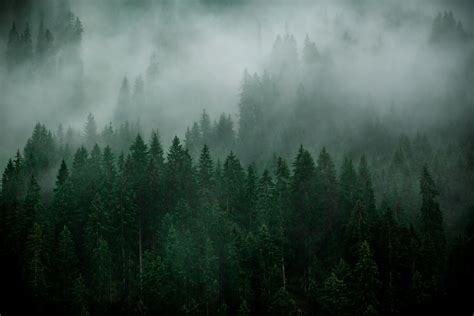 Pine Trees In Forest With Fog Photo Free Nature Image On Unsplash