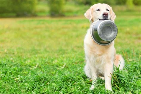 Here at dogfood.guide we have a dedicated mission to provide dog owners like you with. Why You Should Choose Grain Free Dog Food - Foreign policy
