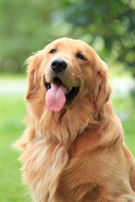 Of course, the right puppy for your needs and personality is going to be important as well. Welcome to Windy Knoll Goldens — Breeders of AKC ...