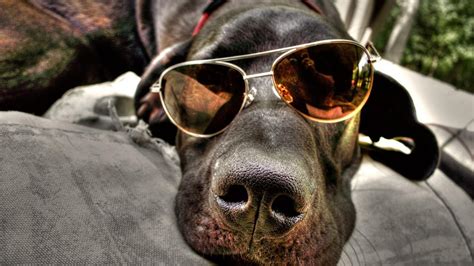 🥇 Animals Dogs Sunglasses Lying Down Aviator Glasses Wallpaper 101365