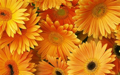 Orange Flowers Hd Desktop Backgrounds Free Download