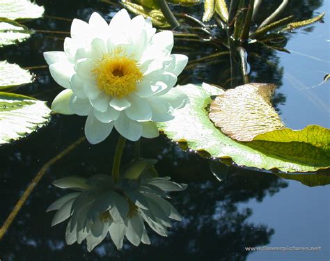 Artificial Flowers And Arrangements For Sale And Order Water Lily