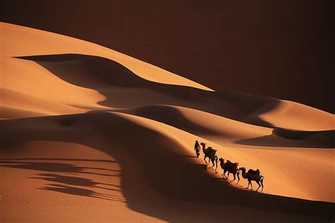 Caravan In The Desert 1080p 2k 4k 5k Hd Wallpapers Free Download
