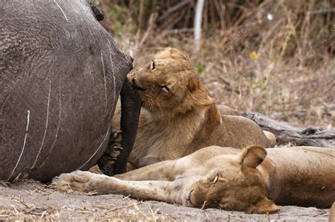 Lions Eating An African Elephant Stock Image C0544665 Science