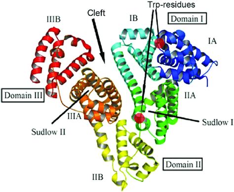 It constitutes about half of serum protein. Structure of the albumin molecule (adopted from ref. 48 ...