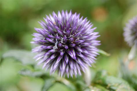 Purple Spiky Flower Flickr Photo Sharing