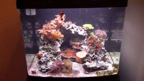 Saltwater Rookie Biocube 29g Neglecting Your Tank Youtube