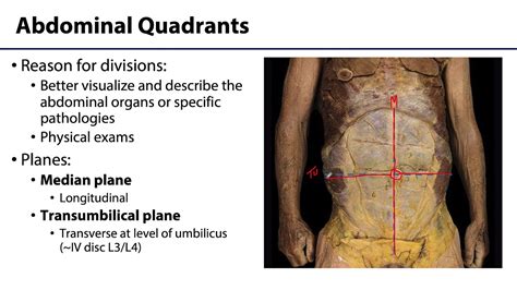 Abdominal Wall Peritoneum And Intestines Lo Abdominal Quadrants