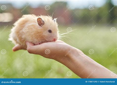 Golden Fluffy Syrian Hamster In Hands Of Girl Green Lawn Background