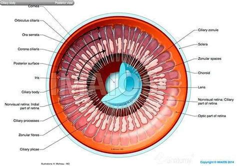Pictures Of Ciliary Body Healthiack