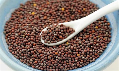 Your plants will get everything they need from our led lights. Where Do Mustard Seeds Come From? - WorldAtlas.com