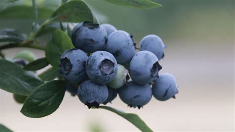 Sunshine Blue Vaccinium Corymbosum Bosbes Fruithof
