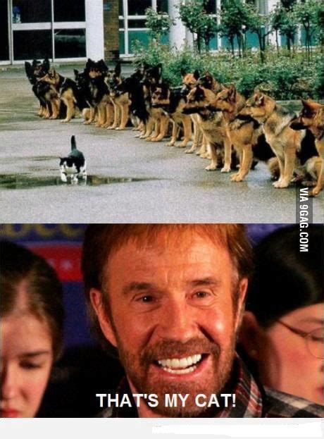 Chuck Norris Cat 9gag