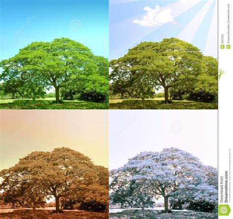 Designart canada arbre aux quatre saisons tableau 40 x30 pt9283. Arbre de 4 saisons image stock. Image du vous, automne - 2937203
