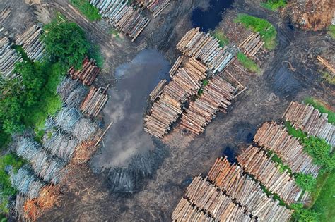 The New Generations Acting Against Amazon Deforestation In Colombia