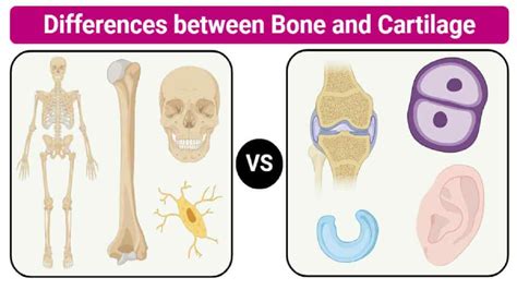 Perbedaan Struktur Tulang Rawan Dan Tulang Keras Ini Penjelasannya