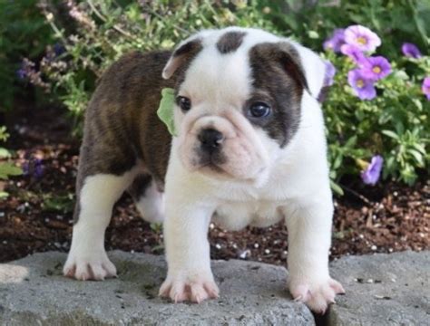 Miniature English Bulldog Puppies For Sale New York Ny 267744