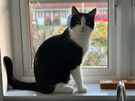 Missing Black And White Male Cat Lost And Found In Bristolsouth Glos