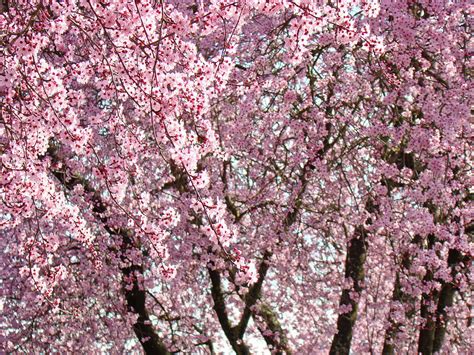 Pink Tree Blossom Landscape Spring Art Prints Baslee Troutman