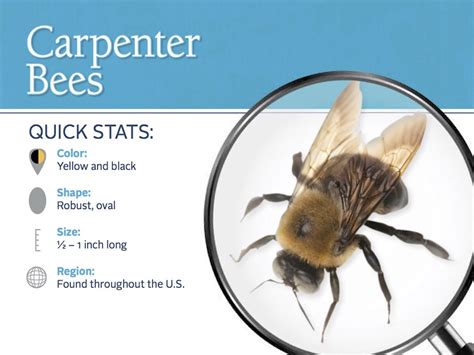Carpenter bees do not eat wood but cause damage to structures by drilling circular holes to create tunnels inside wood. Carpenter Bees | Pest Control | Parkersburg, Marietta, Athens
