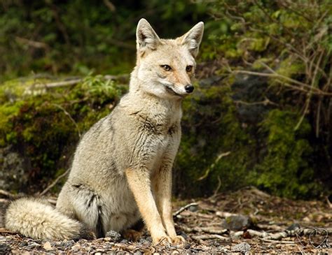 South American Gray Fox Life Expectancy